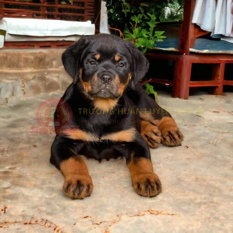 Chăm Sóc Chó Dịp Lễ, Tết