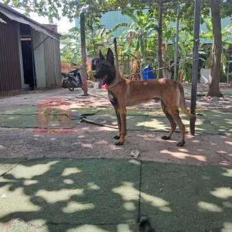 Tư Vấn, Điều Trị Các Bệnh Ở Chó