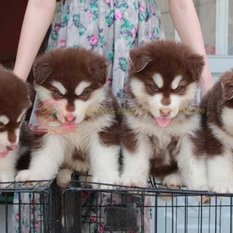 Phối giống chó Alaska