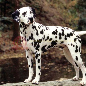 Phối giống chó Dalmatian