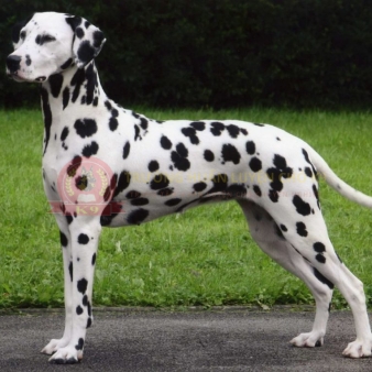 Huấn luyện chó đốm Dalmatian 