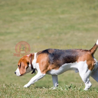 Huấn luyện chó Beagle