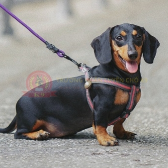 Huấn luyện chó Dachshund (Lạp xưởng)