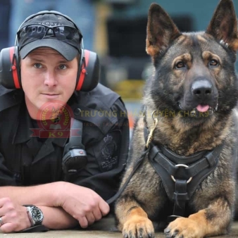 Huấn luyện chó Malinois