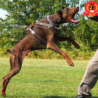 Huấn luyện chó Doberman
