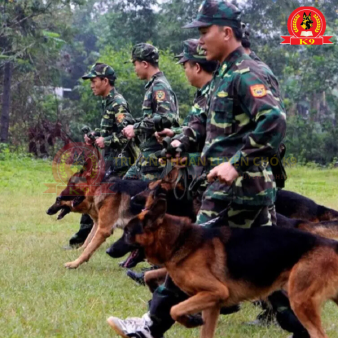 Huấn luyện chó Becgie