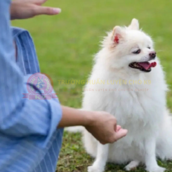 Huấn Luyện Chó Phốc sóc