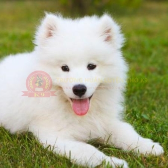 Huấn luyện chó Samoyed