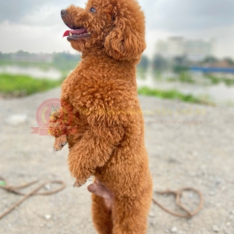 Huấn luyện chó Poodle