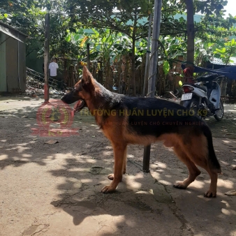 Trường Huấn Luyện Chó Bình Dương – Địa Chỉ Uy Tín Cho Thú Cưng Của Bạn