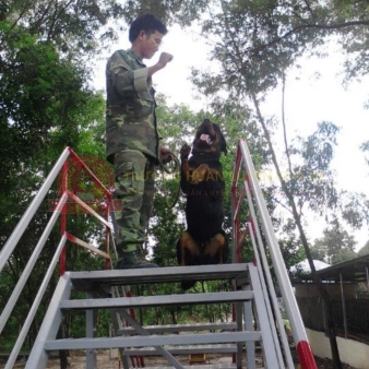 Mua bán chó Rottweiler