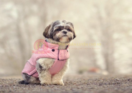 Biện pháp giữ ấm cho chó vào mùa đông