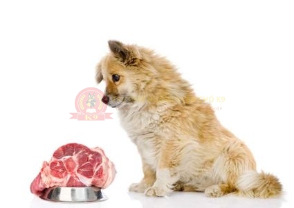 Có nên cho chó ăn thịt sống hay không?