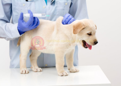 Lịch tiêm phòng cho chó theo độ tuổi