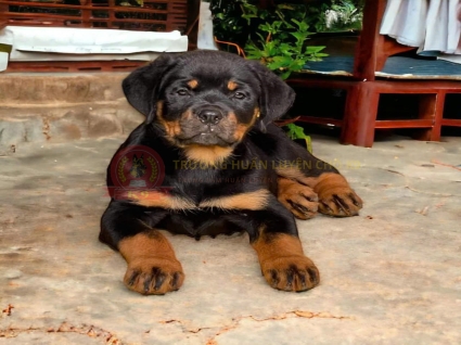 Chăm Sóc Chó Dịp Lễ, Tết