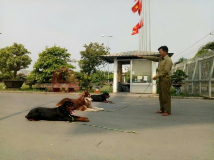 Chăm Sóc Chó Dài Hạn