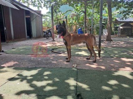 Tư Vấn, Điều Trị Các Bệnh Ở Chó