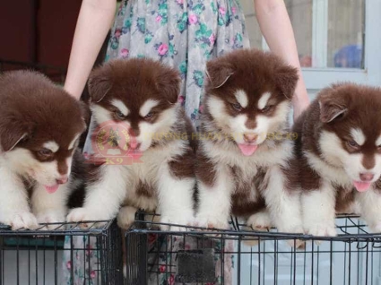 Phối giống chó Alaska