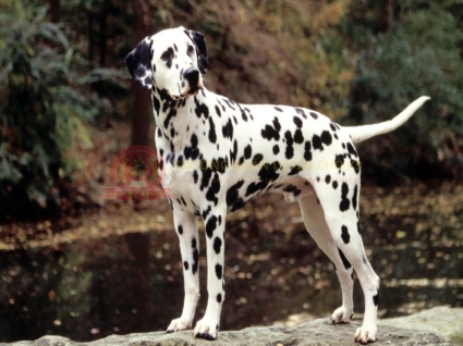 Phối giống chó Dalmatian