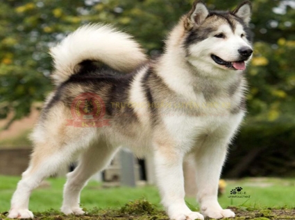 Mua bán chó Alaska