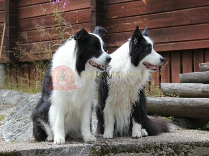 Phối giống chó Collie