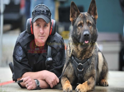 Huấn luyện chó Malinois