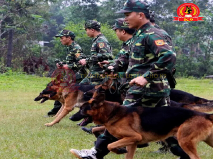 Huấn luyện chó Becgie