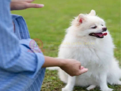 Huấn Luyện Chó Phốc sóc