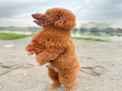 Huấn luyện chó Poodle