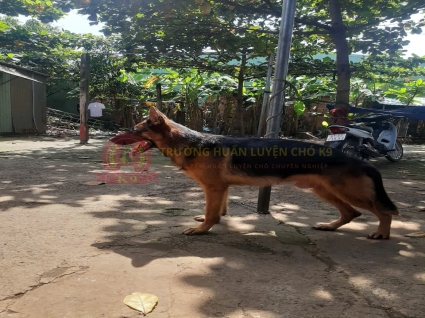 Trường Huấn Luyện Chó Bình Dương – Địa Chỉ Uy Tín Cho Thú Cưng Của Bạn