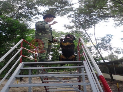 Mua bán chó Rottweiler