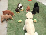 Bài huấn luyện chó cơ bản - Chó Kiểng