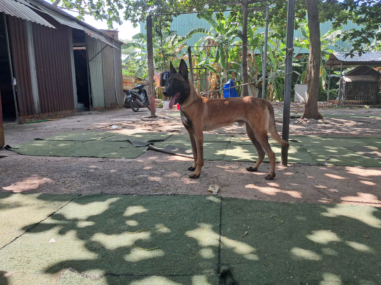 Huấn luyện chó Malinois